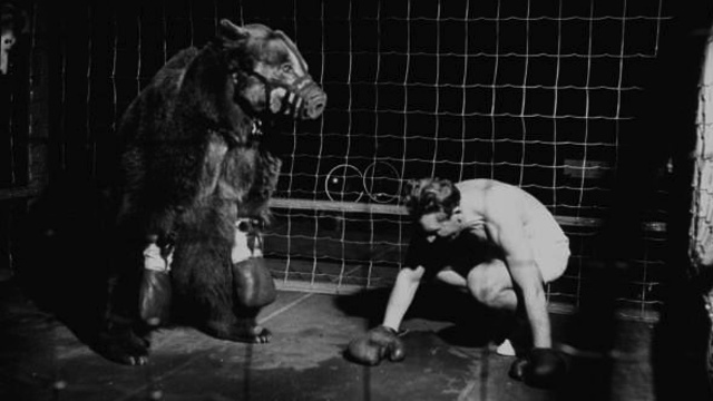 Actual image of Gus Waldorf facing a bear in a boxing match
